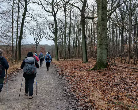 004 Chemin forestier au milieu des chênes dans le bois de Satory
