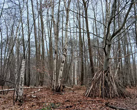 007 Une hutte au milieu des bouleaux