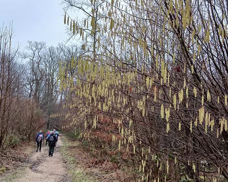 008 Noisetier en hiver