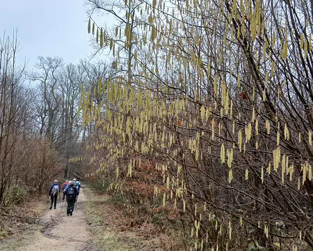 008 Noisetier en hiver