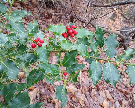 009 Un peu de couleur