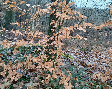 010 Feuilles marcescentes (hêtre)