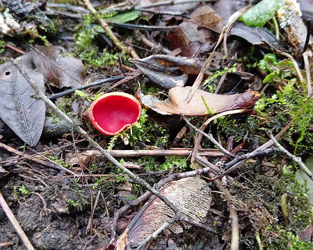 023 Pézize écarlate dans le sous-bois