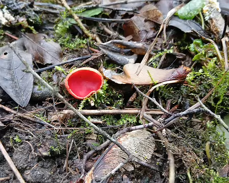 023 Pézize écarlate dans le sous-bois