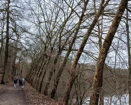 035 Platanes très penchés