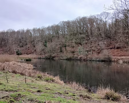 041 Beaucoup d’oiseaux à l’extrémité de l’étang Braque