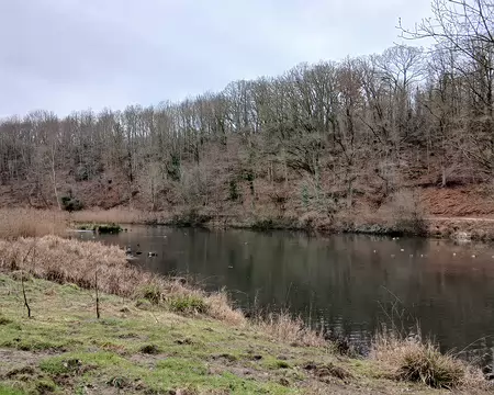 041 Beaucoup d’oiseaux à l’extrémité de l’étang Braque