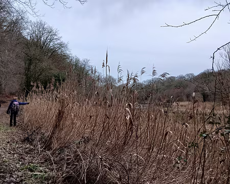 044 Roselière (étang Braque)