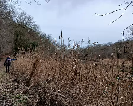 044 Roselière (étang Braque)