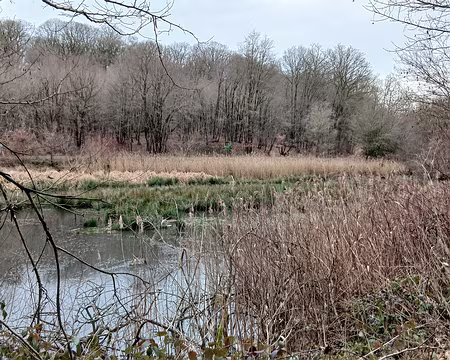 045 Zones marécageuses à l’extrémité de l’étang Braque