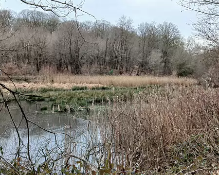 045 Zones marécageuses à l’extrémité de l’étang Braque