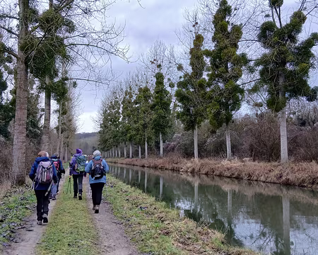 008 Peupliers chargés de gui le long du canal