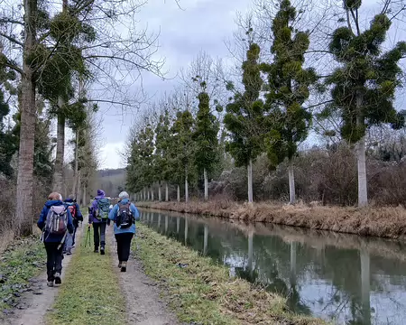 008 Peupliers chargés de gui le long du canal