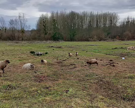031 Moutons dans le hameau de Beauval (commune de Neufchelles)
