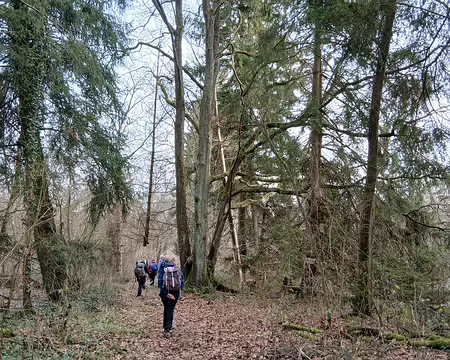 043 Grands arbres dans le Marais de Négando