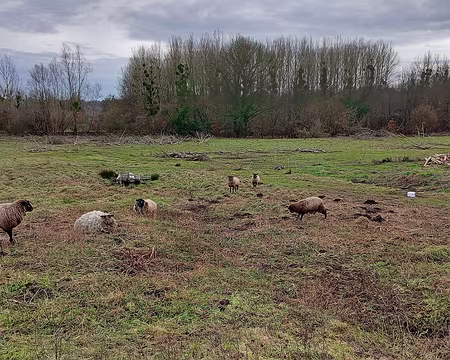 031 Moutons dans le hameau de Beauval (commune de Neufchelles)