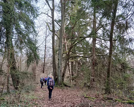 043 Grands arbres dans le Marais de Négando