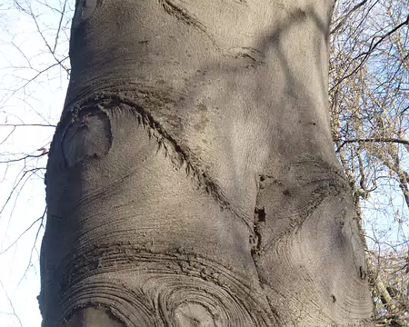 P1220392 Tronc de hêtre pourpre