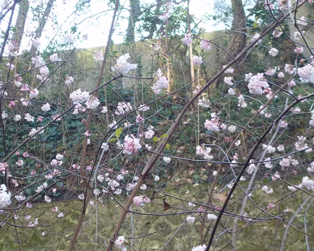 P1220408 Ambiance déjà printanière