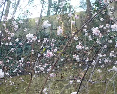 P1220408 Ambiance déjà printanière