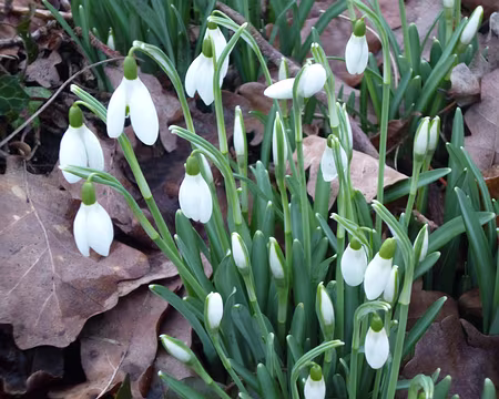 P1220421 Perce-neige