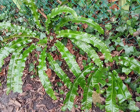 013 Scolopendres dans la sente du Fond du Champ