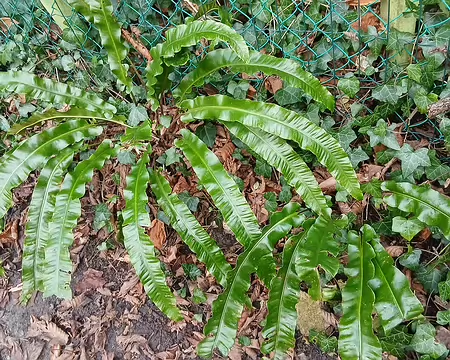 013 Scolopendres dans la sente du Fond du Champ