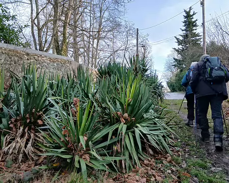 014 Yuccas en haut de la sente