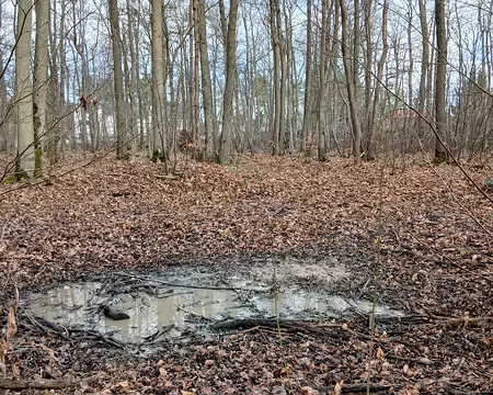 018 Une souille (sangliers)