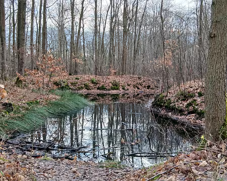 019 La forêt de Sainte-Apolline est une Zone d’Intérêt Ecologique, Faunistique, et Floristique (ZNIEFF)