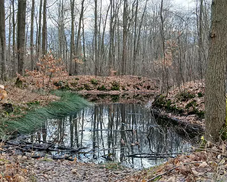 019 La forêt de Sainte-Apolline est une Zone d’Intérêt Ecologique, Faunistique, et Floristique (ZNIEFF)