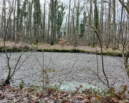 020 L’une des nombreuses mares de la forêt de Sainte-Apolline.