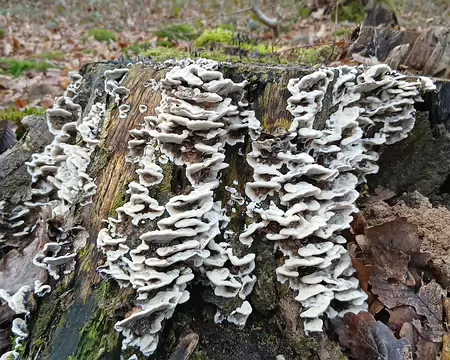 021 Polypores