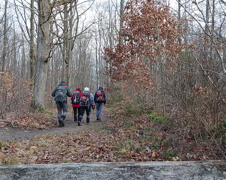 031 Retour dans la forêt