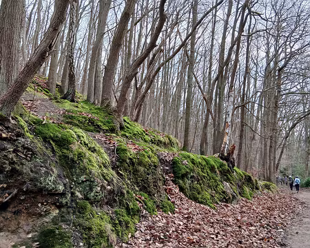 044 Chemin forestier dans le bois de la Cranne