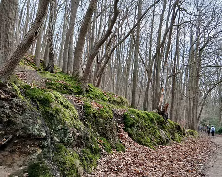 044 Chemin forestier dans le bois de la Cranne