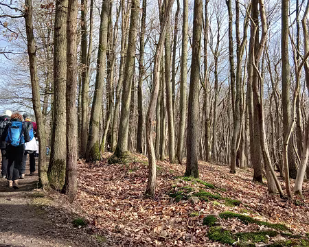 045 Un rayon de soleil dans la forêt domaniale de Bois-d’Arcy