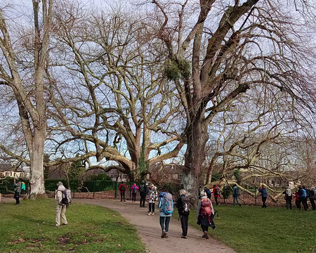 048 Le parc de Diane et son célèbre platane, haut de 30 m. Cet arbre remarquable aurait été planté en 1556 par Diane de Poitiers, favorite du roi Henri II