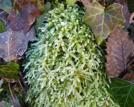 P1220325 Mousse givrée