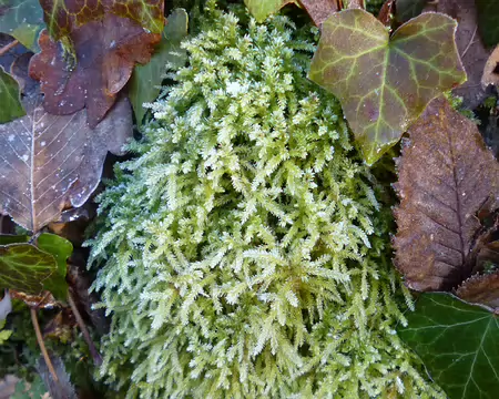 P1220325 Mousse givrée