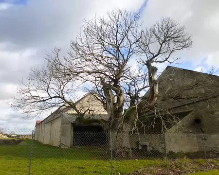 P1220331 Vieux châtaignier