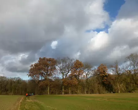 P1220332 Chênes en orée de bois