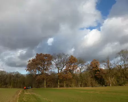 P1220332 Chênes en orée de bois