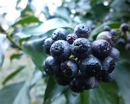 P1220335 Baies de sureau hièble toxiques