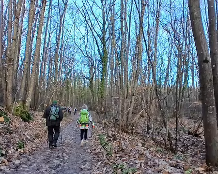 012 Chemin forestier dans une charmaie