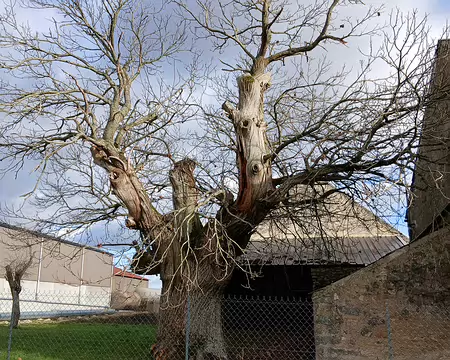 025 Vieux châtaignier à la Grange des Bois