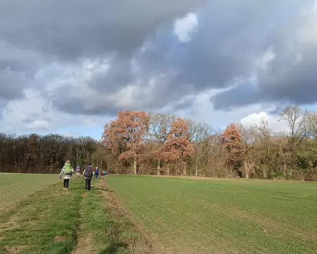 026 Champs de céréales et grands chênes à l’orée du bois