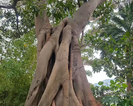 010 Figuier des Banians -Banyan – Sud de L'Asie.