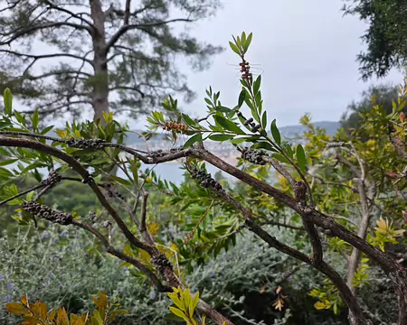012 Callistemon citrinus appelé Rince Bouteille en Australie (Bottle brush).