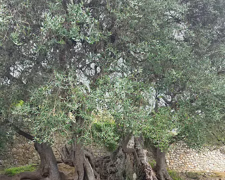 070 L'olivier millénaire de Roquebrune est considéré comme le plus ancien de France.